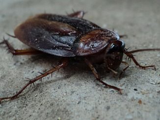 6 cockroach-70295_1280 (1)