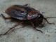 6 cockroach-70295_1280 (1)